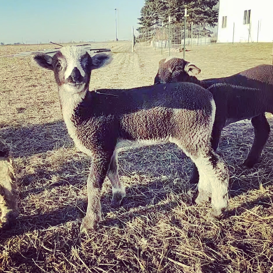 Ask a Livestock Expert - Amanda Limback 9