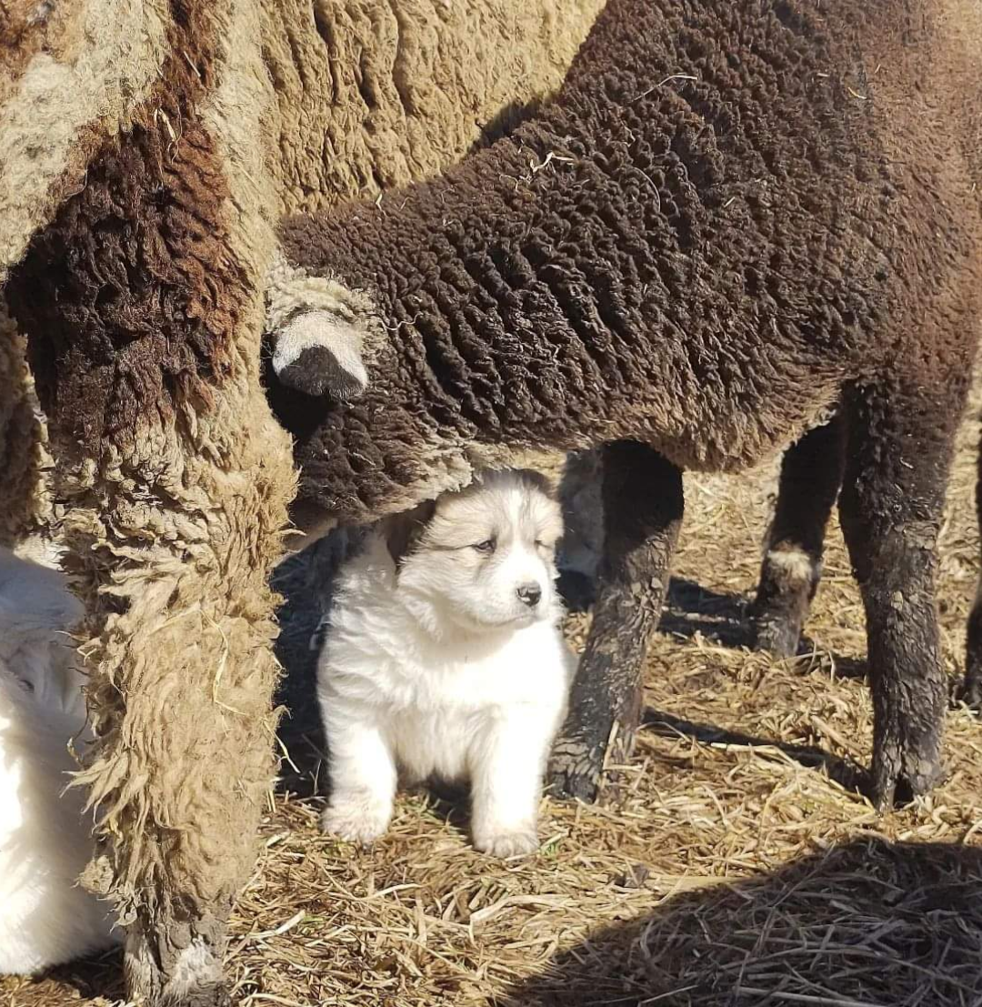 Ask a Livestock Expert - Amanda Limback 8