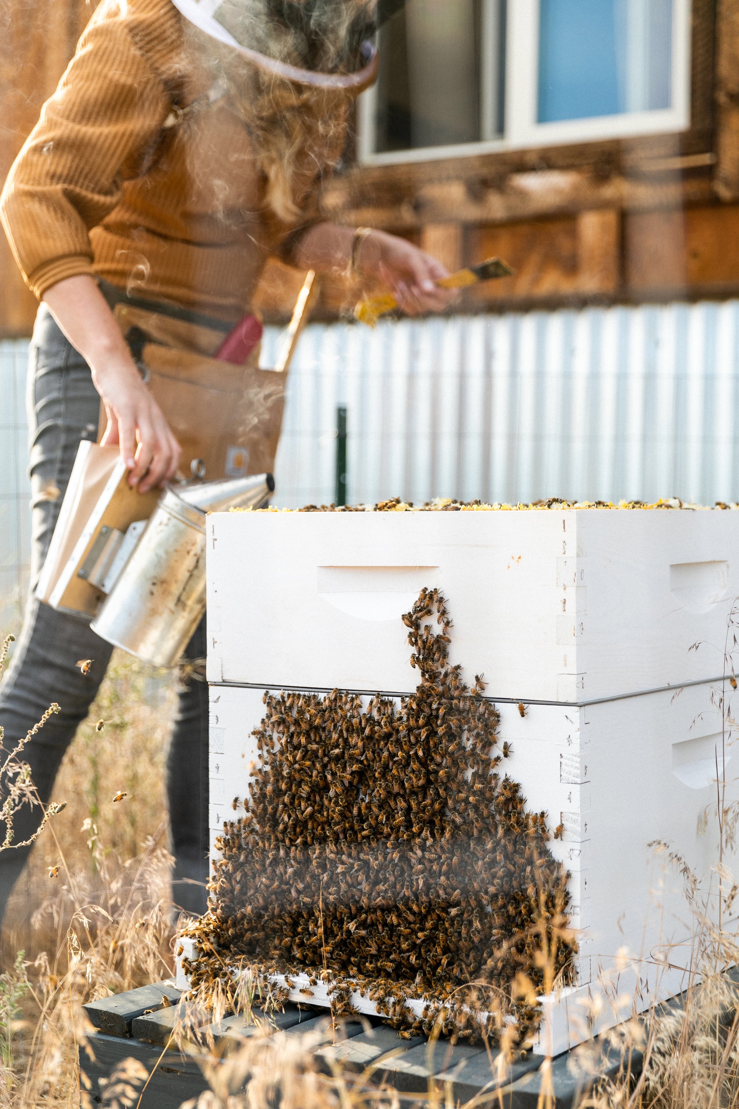 Ask a Beekeeping Expert - McKay Opeifa 6